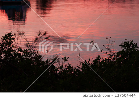 粉紅色的夕陽和植物的輪廓倒映在水面上 137504444
