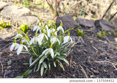 The first white spring flowers of the snowdrop Galanthus nivalis grow in the outdoor garden, sunlight. Natural background 137504452