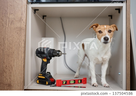 Dog near drill and level in kitchen cabinet during home renovation Dog near drill and level in kitchen cabinet during home renovation 137504586