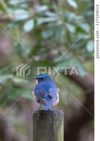 一隻藍白鶲棲息在柱子上 137504619