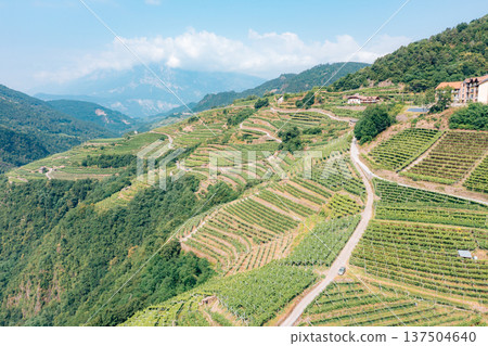 Vineyards cascade down hillsides in Cembra Valley, Trentino, for wine production.. Vineyards cascade down hillsides in Cembra Valley, Trentino, for wine production.. 137504640
