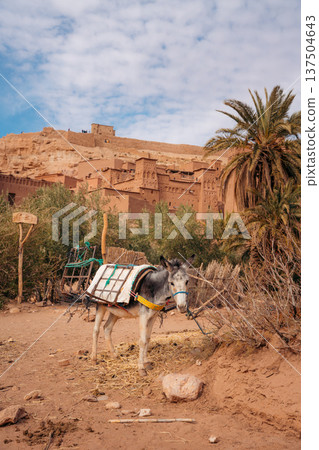 A donkey carries goods in Morocco, ready for transport through the ancient village A donkey carries goods in Morocco, ready for transport through the ancient village 137504643