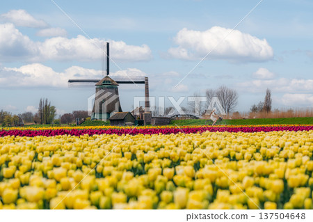 Woman cycles past windmill and tulip fields in the Netherlands Woman cycles past windmill and tulip fields in the Netherlands 137504648