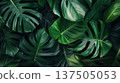 Tropical leaves. Dark botanical background tropical leaves 137505053