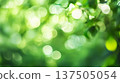 Green bokeh background from nature forest out of focus 137505054