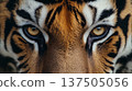 Close-up of the eyes of the tiger 137505056