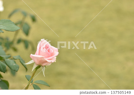 漂亮的粉紅色秋玫瑰 漂亮的粉紅色秋玫瑰 137505149