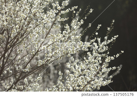 White plum blossoms shining in the sunlight White plum blossoms shining in the sunlight 137505176