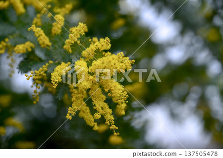 含羞草花 137505478