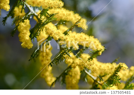 Mimosa flowers 137505481