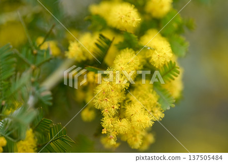 含羞草花 含羞草花 137505484
