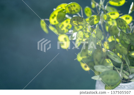 Green leafy spring background. Lunaria leaves. Dried flower plant. Copy space. 137505507