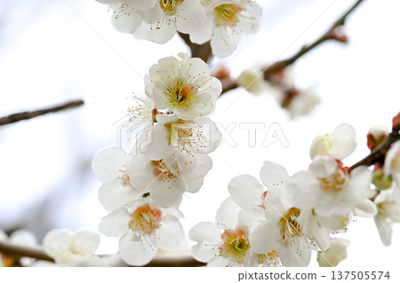 white plum blossom white plum blossom 137505574