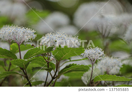 Cordyceps Cordyceps 137505885