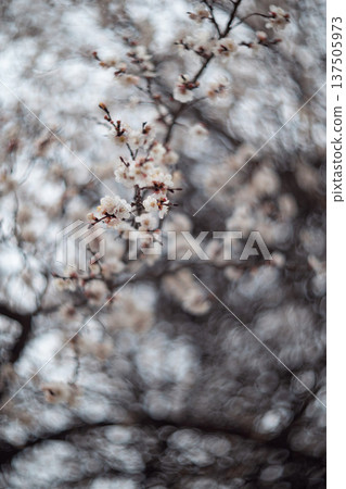 Early Blooming Apricot Tree in Soft Spring Light, Dreamy Swirl soft Bokeh Background. Central Asia. Early Blooming Apricot Tree in Soft Spring Light, Dreamy Swirl soft Bokeh Background. Central Asia. 137505973