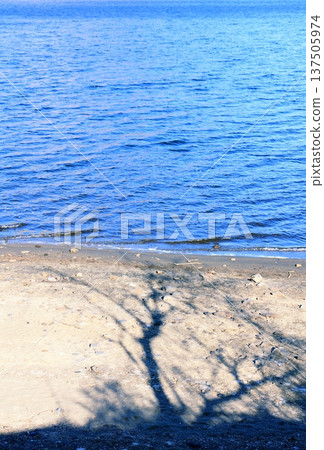 Shadow of a tree reflected on the sandy beach 137505974