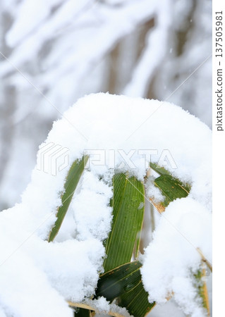 Snow-covered bamboo (vertical) Snow-covered bamboo (vertical) 137505981