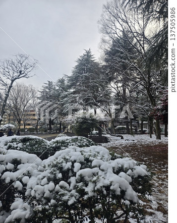 東京冬季雪公園 東京冬季雪公園 137505986