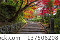 Adashino nenbutsu ji japan stone steps autumn foliage 137506208