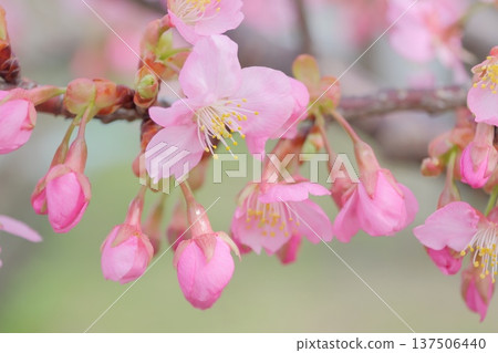 早開的櫻花預示著春天的到來 137506440