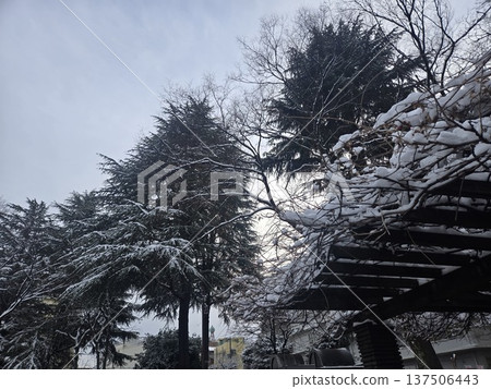 冬日的東京:白雪皚皚的公園 冬日的東京:白雪皚皚的公園 137506443