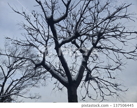 冬日的東京:白雪皚皚的公園 冬日的東京:白雪皚皚的公園 137506445