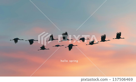 Silhouette of migrating birds at sunset with hello spring text 137506469