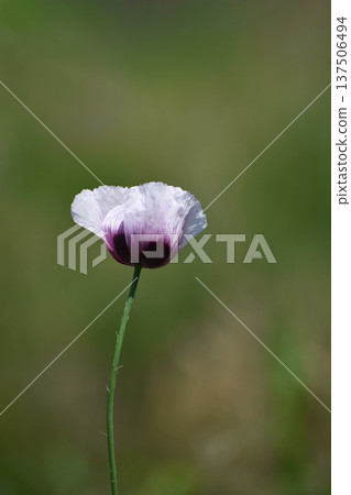 渥美罌粟花 137506494