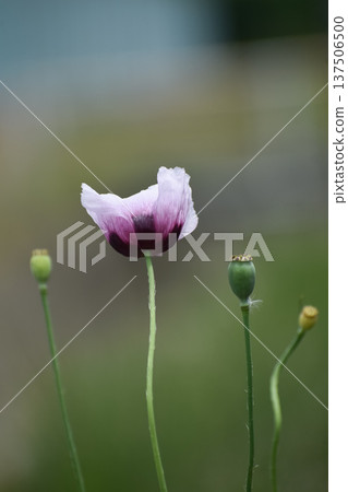 Poppy flowers and poppy seed heads 137506500
