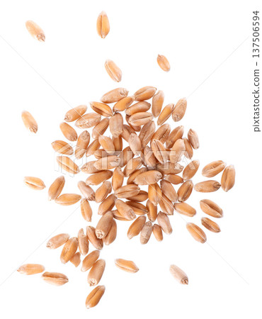 Wheat grains isolated on white background. Processed organic dry wheat seeds. Clipping path. Top view. 137506594