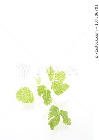 白芹菜 137506701