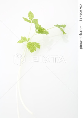 白芹菜 白芹菜 137506702