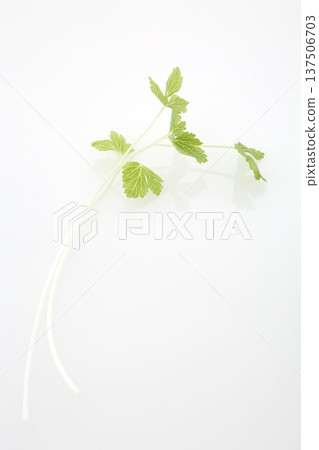 白芹菜 白芹菜 137506703