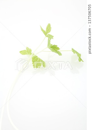 White celery 137506705