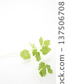 White celery 137506708
