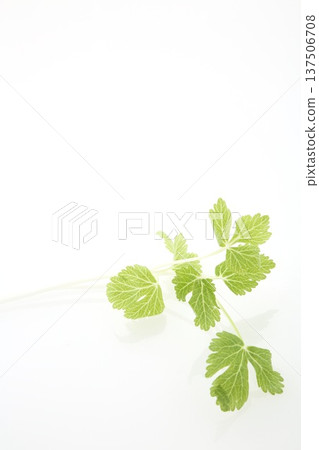 White celery 137506708