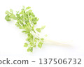 White celery 137506732