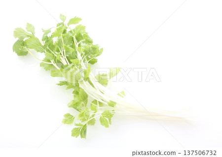 White celery White celery 137506732