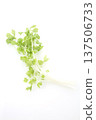White celery 137506733
