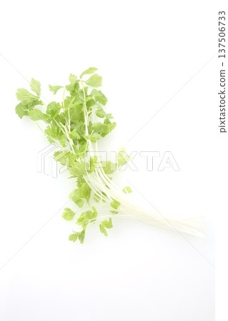 White celery White celery 137506733