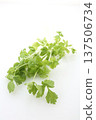 White celery 137506734