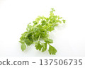 White celery 137506735