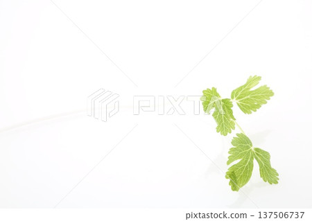 White celery 137506737