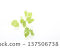 White celery 137506738