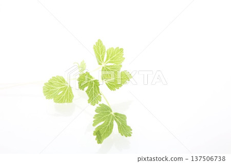 White celery 137506738