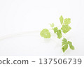 White celery 137506739