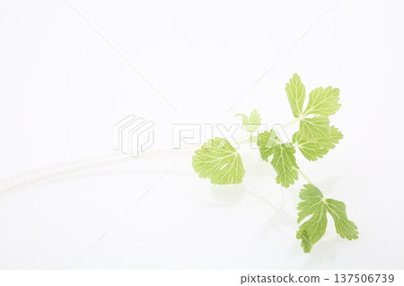 White celery 137506739