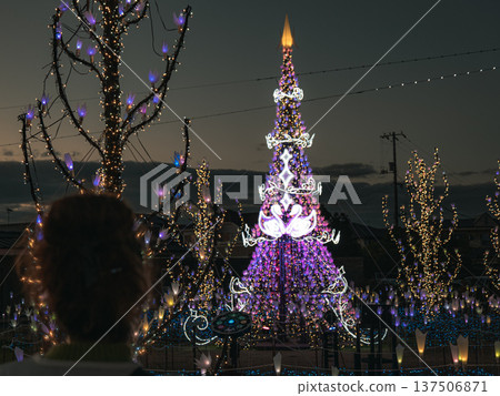 Tree 137506871