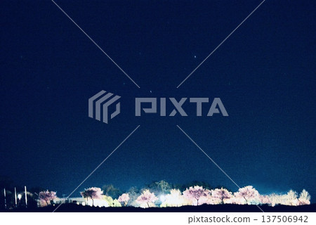 Illuminated Kawazu cherry blossoms and starry sky at night Illuminated Kawazu cherry blossoms and starry sky at night 137506942