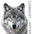 Wolf head close up 137506971